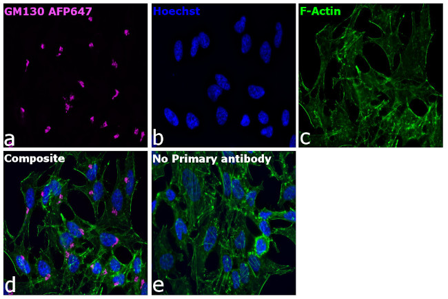 GM130 Antibody in Immunocytochemistry (ICC/IF)