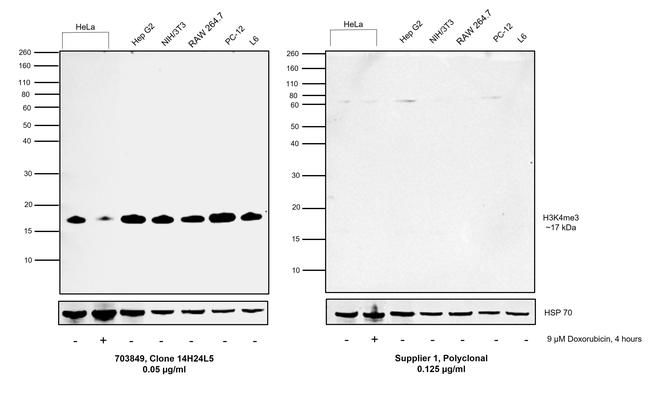 H3K4me3 Antibody in Western Blot (WB)