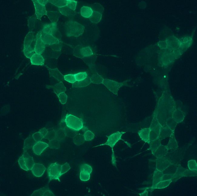 GRPR Antibody in Immunocytochemistry (ICC/IF)