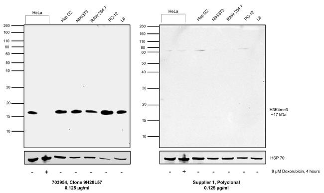 H3K4me3 Antibody in Western Blot (WB)