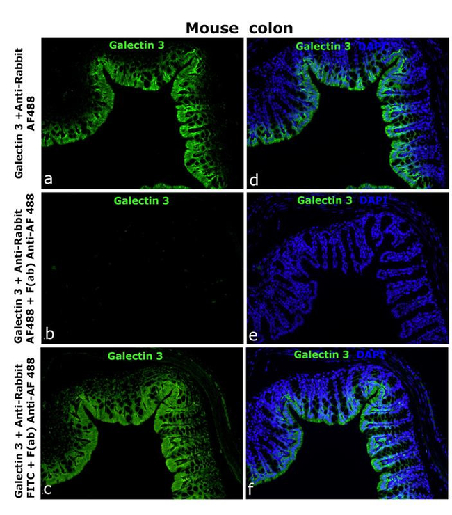 Alexa Fluor 488 Antibody