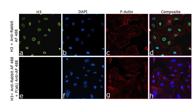 Alexa Fluor 488 Antibody in Immunocytochemistry (ICC/IF)