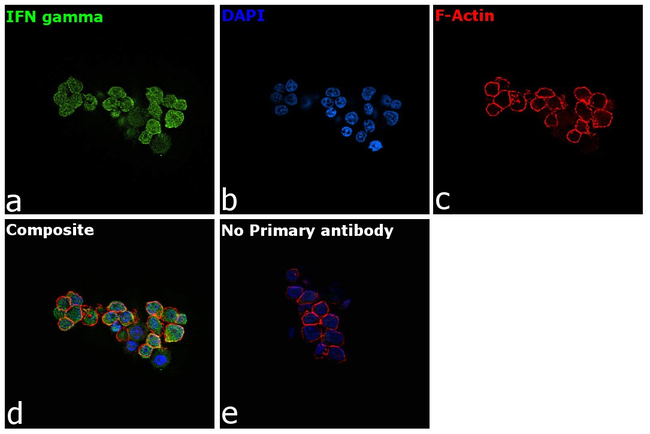 IFN gamma Antibody in Immunocytochemistry (ICC/IF)