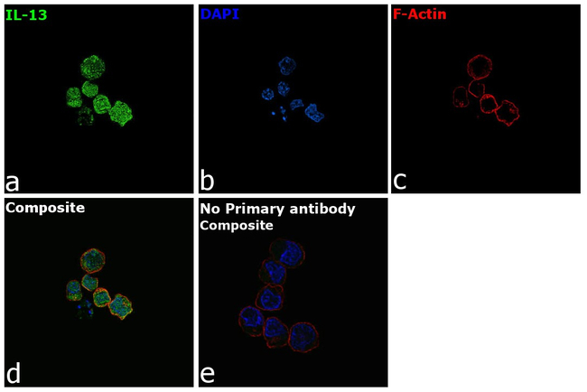 IL-13 Antibody in Immunocytochemistry (ICC/IF)