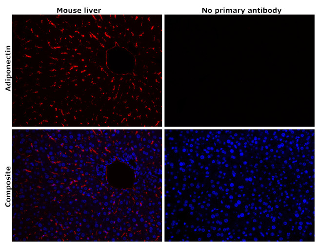 Adiponectin Antibody in Immunohistochemistry (Paraffin) (IHC (P))