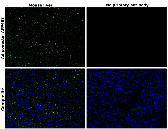Adiponectin Antibody in Immunohistochemistry (Paraffin) (IHC (P))