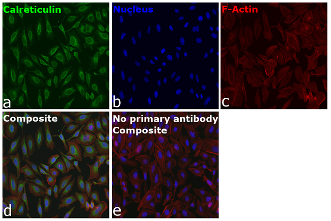 Calreticulin Antibody in Immunocytochemistry (ICC/IF)