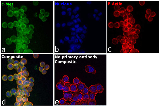 c-Met Antibody in Immunocytochemistry (ICC/IF)