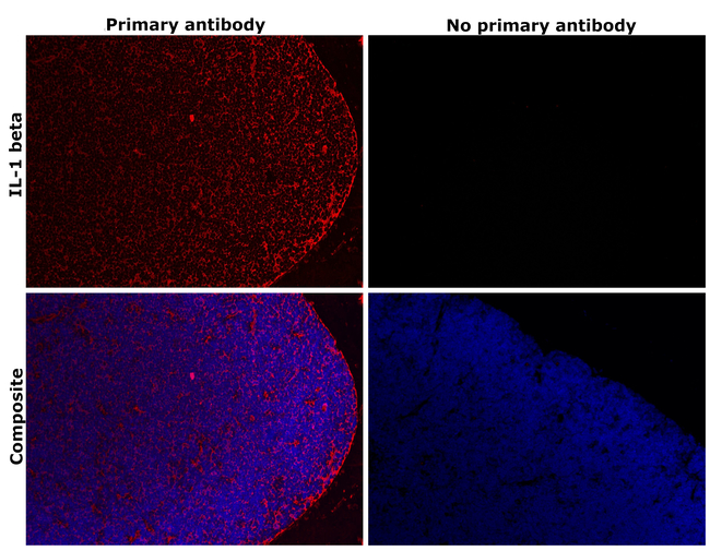 IL-1 beta Antibody in Immunohistochemistry (Paraffin) (IHC (P))