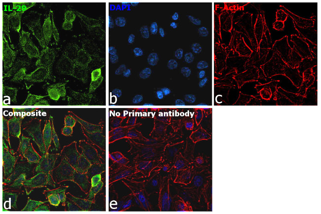 IL-29 Antibody in Immunocytochemistry (ICC/IF)