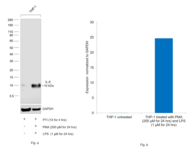 IL-8 Antibody in Western Blot (WB)