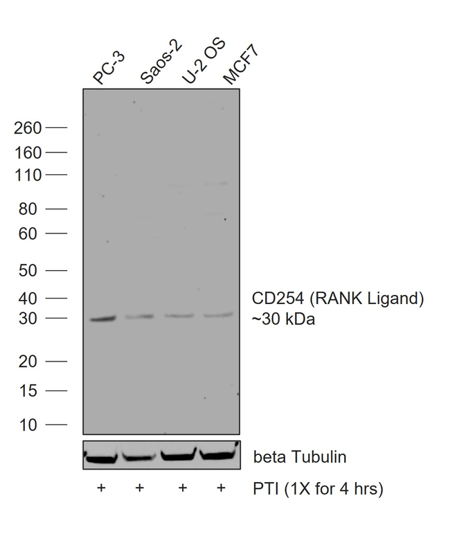 CD254 (RANK Ligand) Antibody in Western Blot (WB)