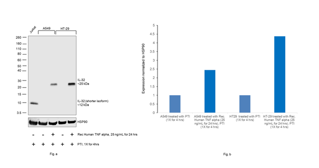 IL-32 Antibody in Western Blot (WB)
