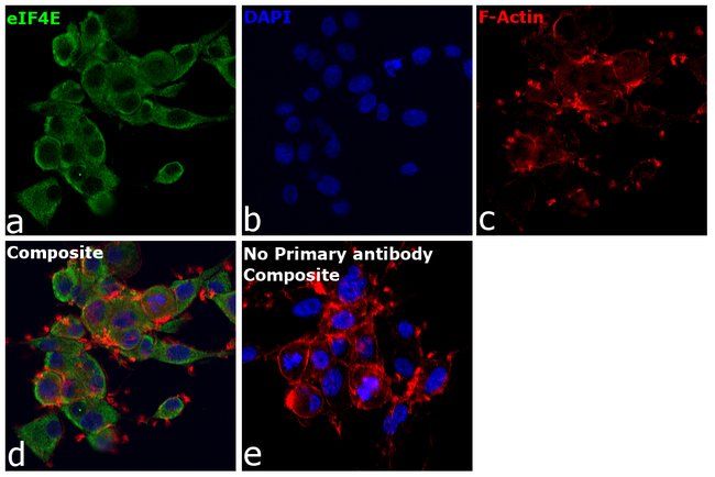 eIF4E  Antibody in Immunocytochemistry (ICC/IF)