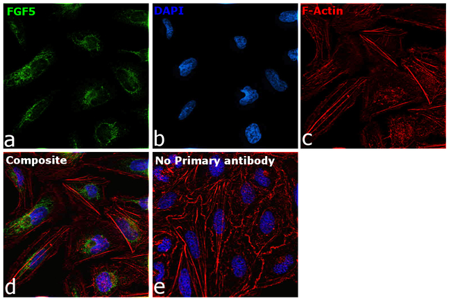 FGF5 Antibody in Immunocytochemistry (ICC/IF)