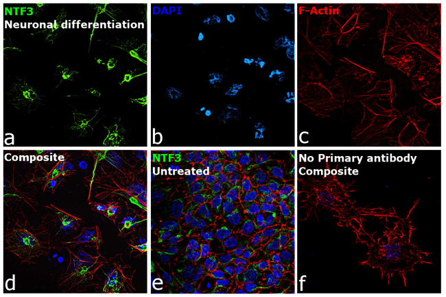 NTF3 Antibody in Immunocytochemistry (ICC/IF)