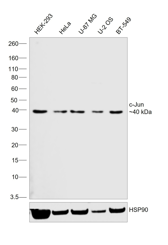 c-Jun Antibody in Western Blot (WB)