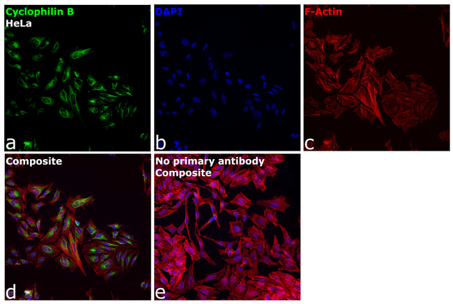 Cyclophilin B Antibody in Immunocytochemistry (ICC/IF)