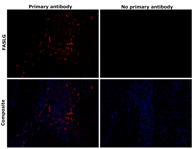 FASLG Antibody in Immunohistochemistry (Paraffin) (IHC (P))
