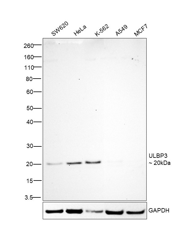 ULBP3 Antibody in Western Blot (WB)
