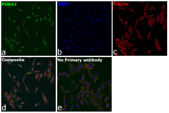 PSMA3 Antibody in Immunocytochemistry (ICC/IF)