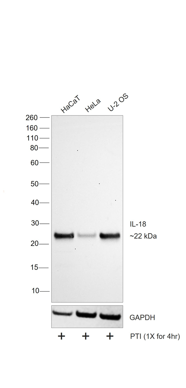 IL-18 Antibody in Western Blot (WB)