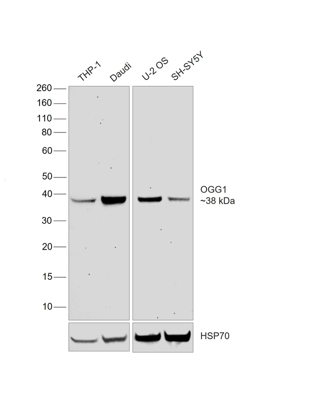 OGG1 Antibody in Western Blot (WB)