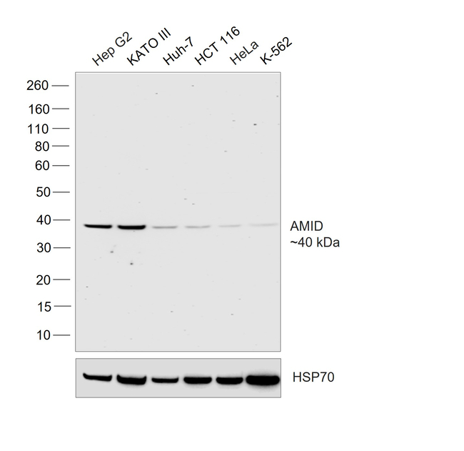 AMID Antibody in Western Blot (WB)