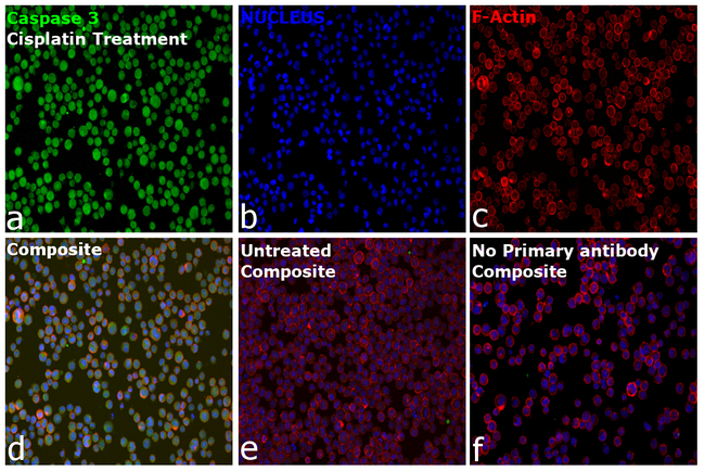Caspase 3 Antibody in Immunocytochemistry (ICC/IF)
