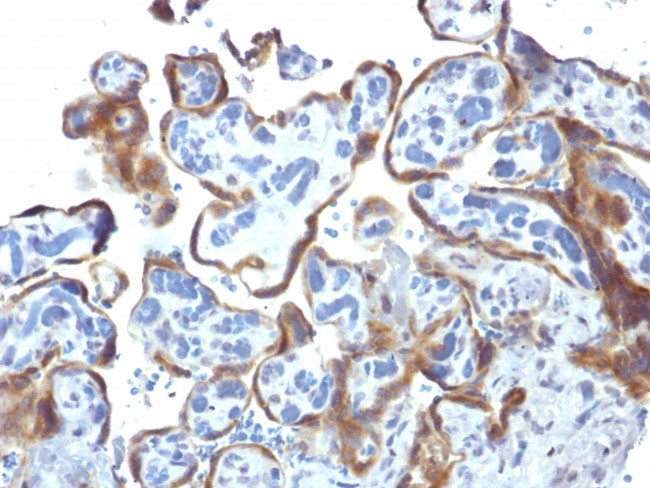 TIMP2 (Tissue Inhibitor of Metalloproteinase 2) Antibody in Immunohistochemistry (Paraffin) (IHC (P))