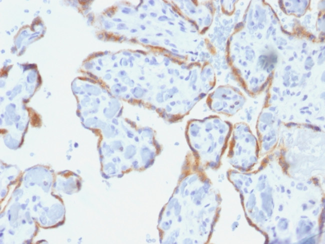 TIMP2 (Tissue Inhibitor of Metalloproteinase 2) Antibody in Immunohistochemistry (Paraffin) (IHC (P))