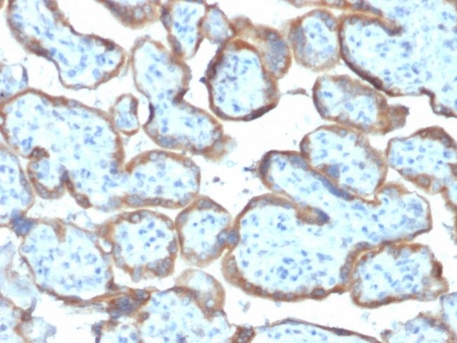 TIMP2 (Tissue Inhibitor of Metalloproteinase 2) Antibody in Immunohistochemistry (Paraffin) (IHC (P))