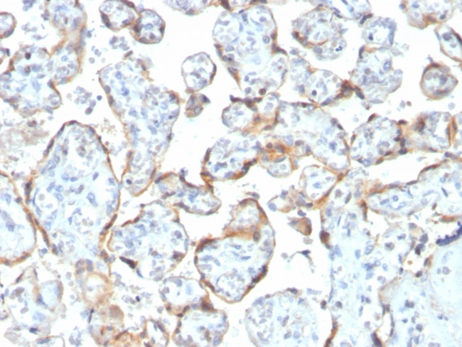 TIMP2 (Tissue Inhibitor of Metalloproteinase 2) Antibody in Immunohistochemistry (Paraffin) (IHC (P))