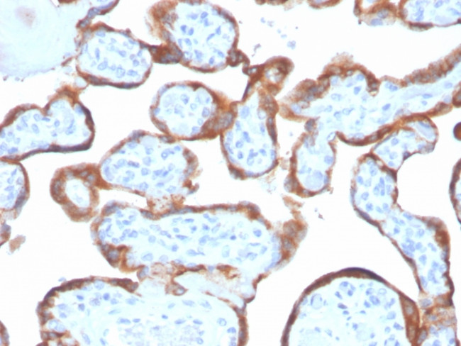 TIMP2 (Tissue Inhibitor of Metalloproteinase 2) Antibody in Immunohistochemistry (Paraffin) (IHC (P))