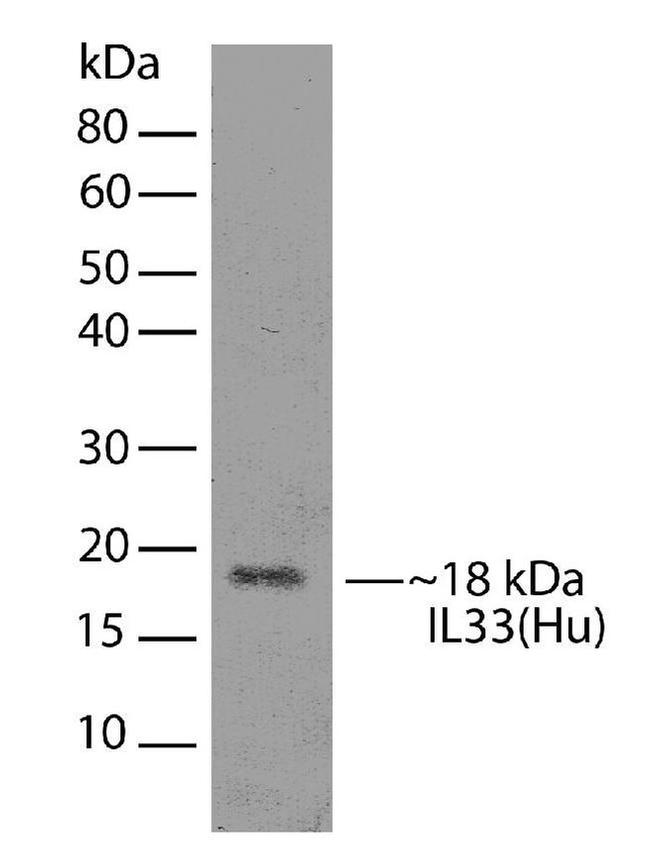 IL-33 Antibody in Western Blot (WB)
