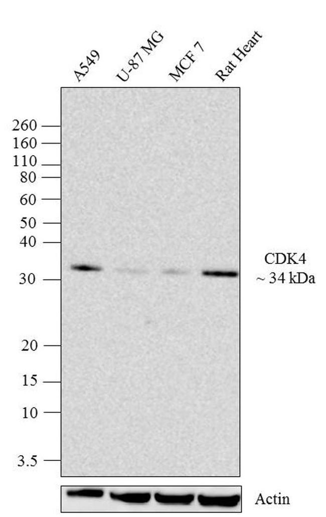 CDK4 Antibody in Western Blot (WB)