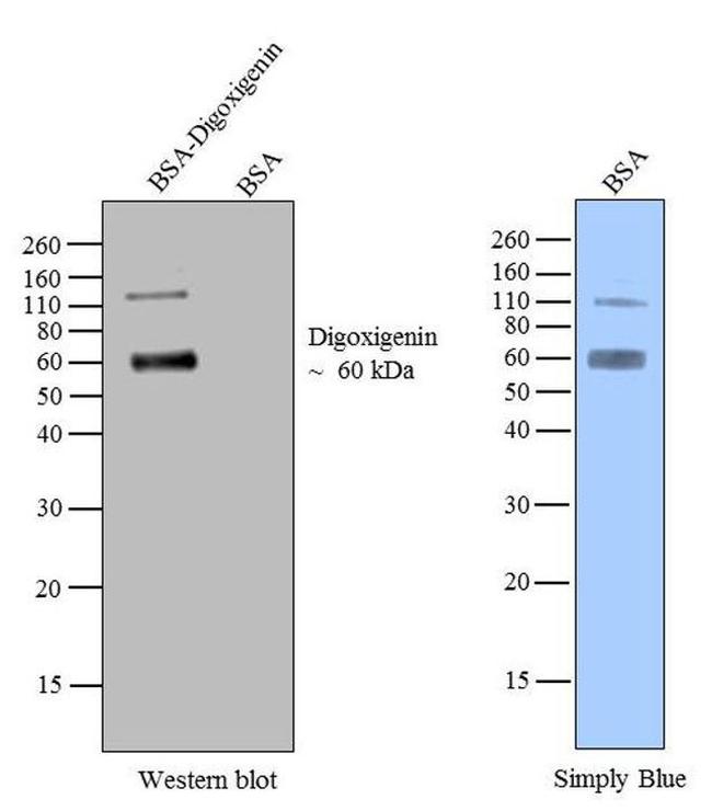Digoxigenin Antibody in Western Blot (WB)
