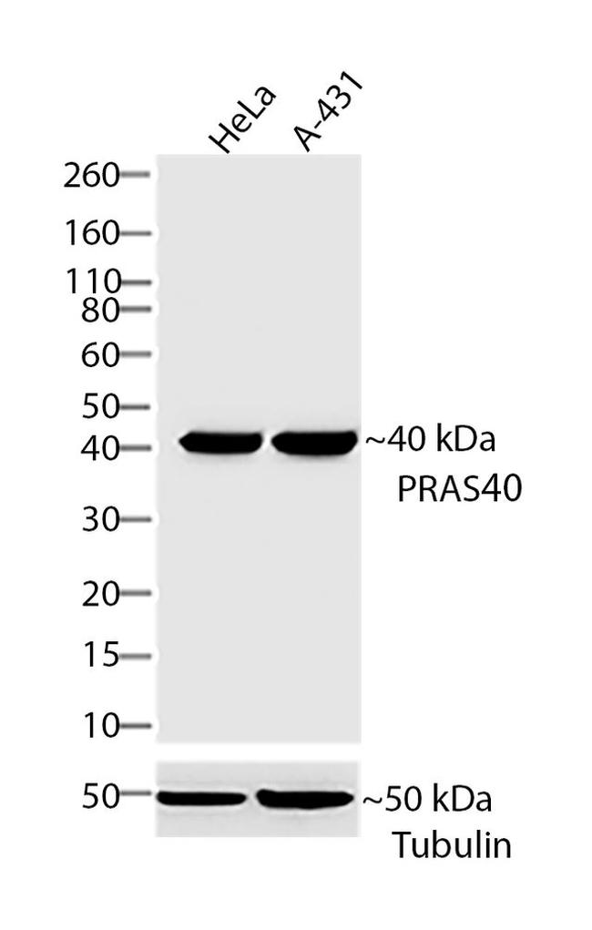 PRAS40 Antibody in Western Blot (WB)