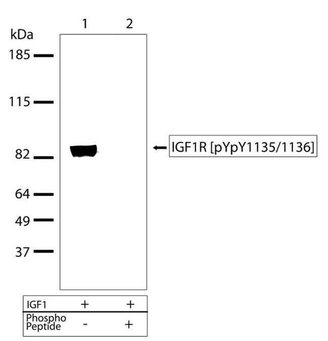 Phospho-IGF1R beta (Tyr1135, Tyr1136) Antibody in Western Blot (WB)