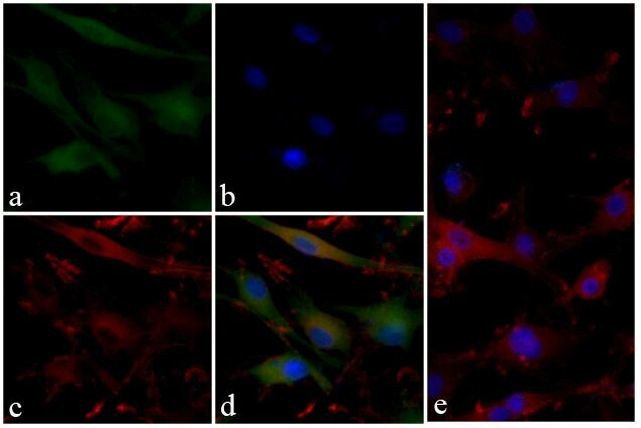 Phospho-GSK3B (Ser9) Antibody in Immunocytochemistry (ICC/IF)