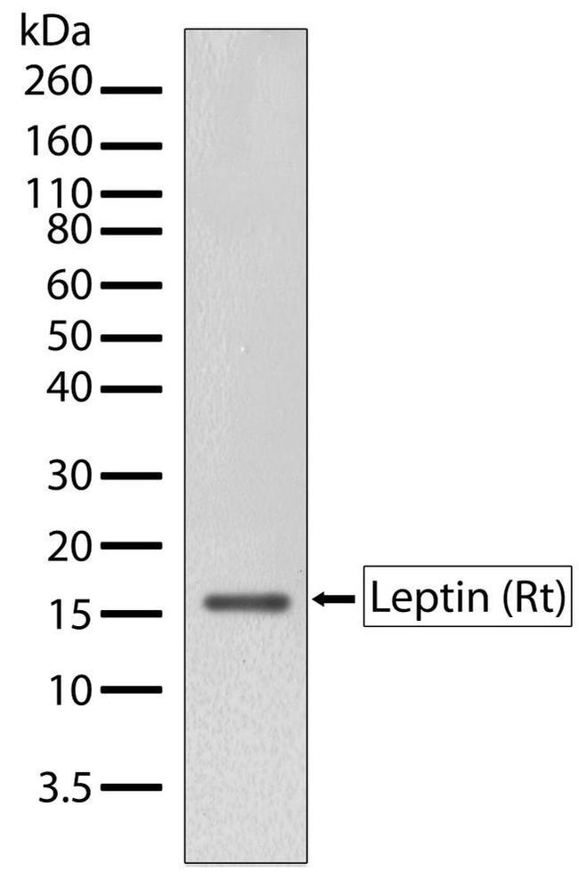Leptin Antibody in Western Blot (WB)
