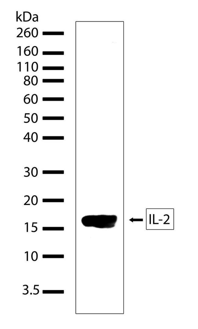 IL-2 Antibody in Western Blot (WB)