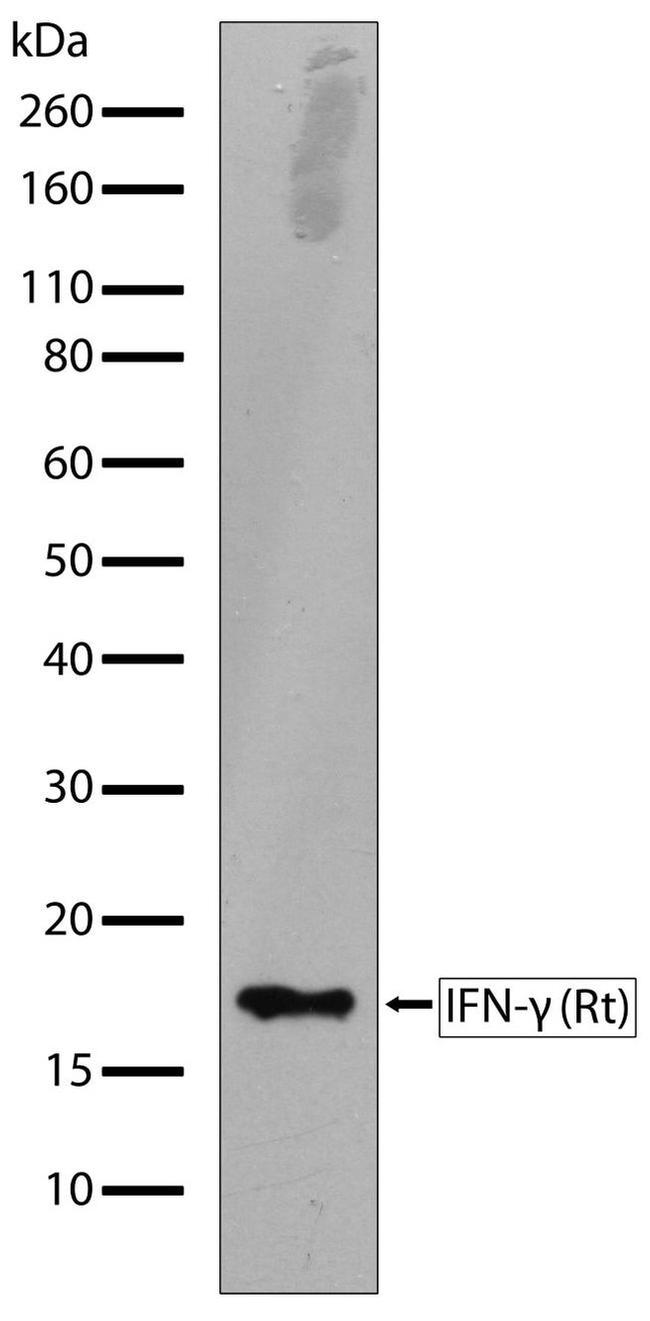 IFN gamma Antibody in Western Blot (WB)