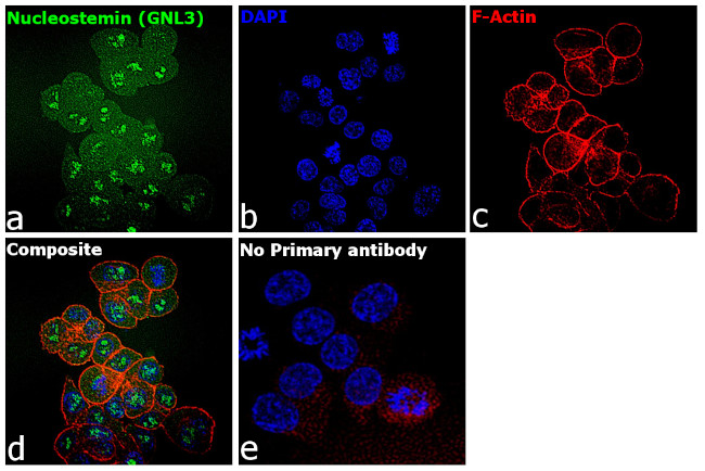 Nucleostemin Antibody in Immunocytochemistry (ICC/IF)