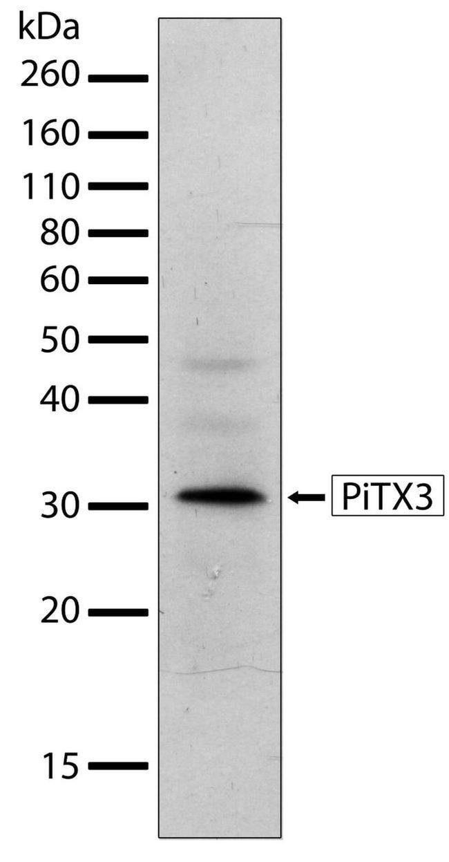 PITX3 Antibody in Western Blot (WB)