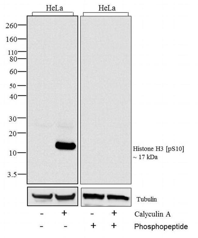 Phospho-Histone H3 (Ser10) Antibody