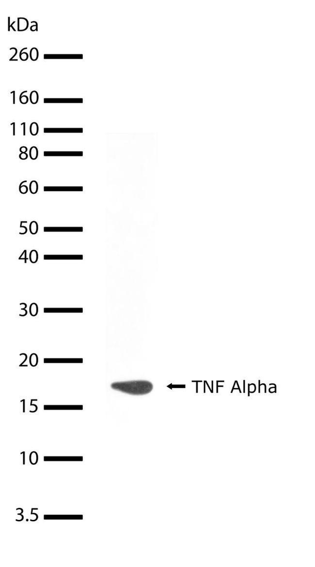 TNF alpha Antibody in Western Blot (WB)