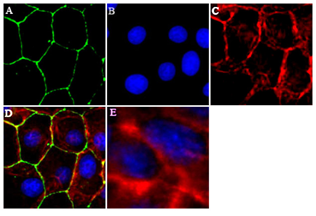 JAM-A (CD321) Antibody in Immunocytochemistry (ICC/IF)