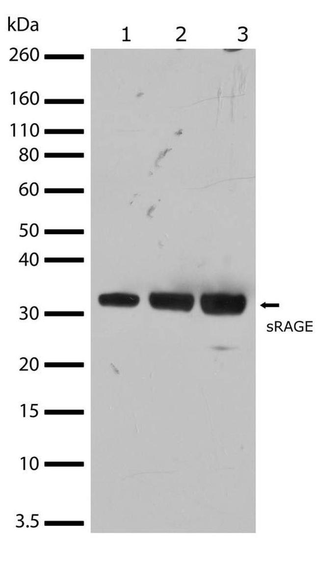 RAGE Antibody in Western Blot (WB)