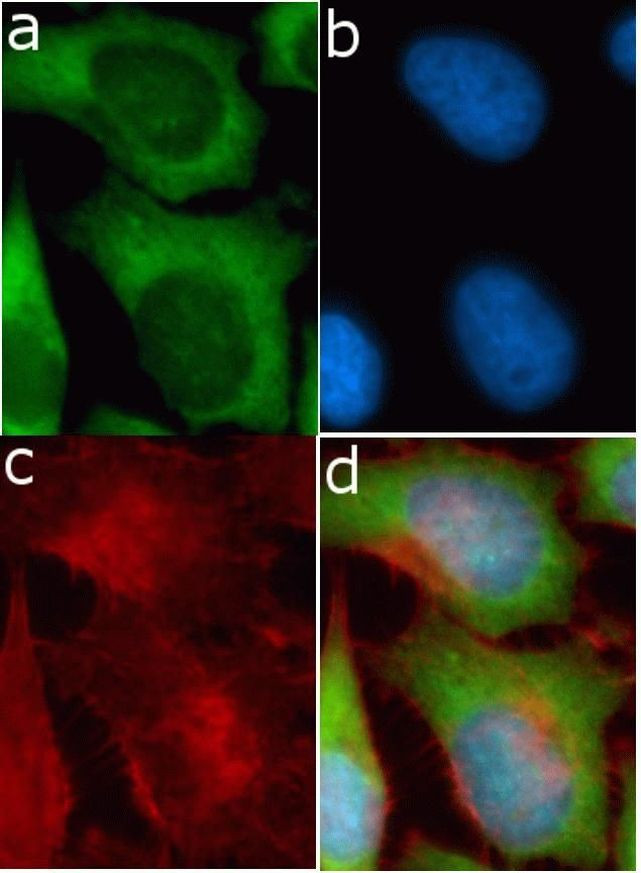 LCN1 Antibody in Immunocytochemistry (ICC/IF)